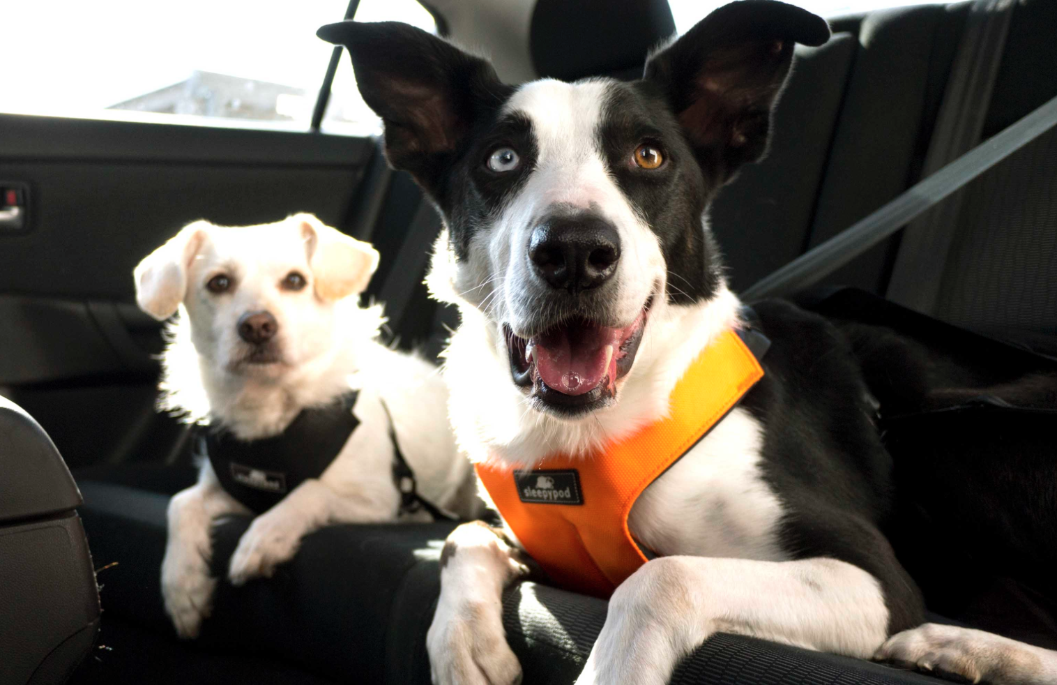 19 Utility Dogs Are Safely Secured To Their Dividends In November