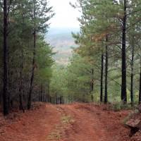 Old logging road used to access the Coosa Graphite Project site