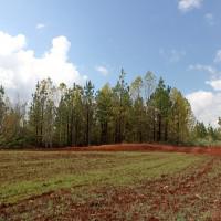 Coosa Graphite Project staging area for the excavation, crushing, bagging and shipping of 200 t of pilot-plant material. A wildlife mixture of rye/wheat was planted by Alabama Graphite to fullfil reclamation requirements